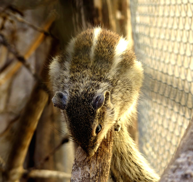 Funambulus pennanti